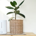 Air Purifiers vs. Ionizers: Which is Better for Your Home?